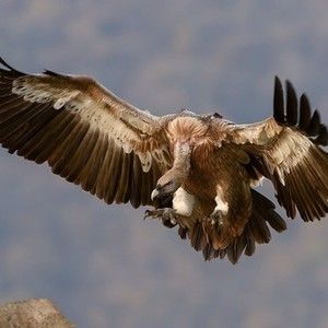 Meet your Posher, Candace